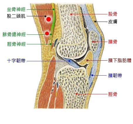 可以不要受【退化】之苦嗎？ - 20110601131616_907330500.jpg(圖)