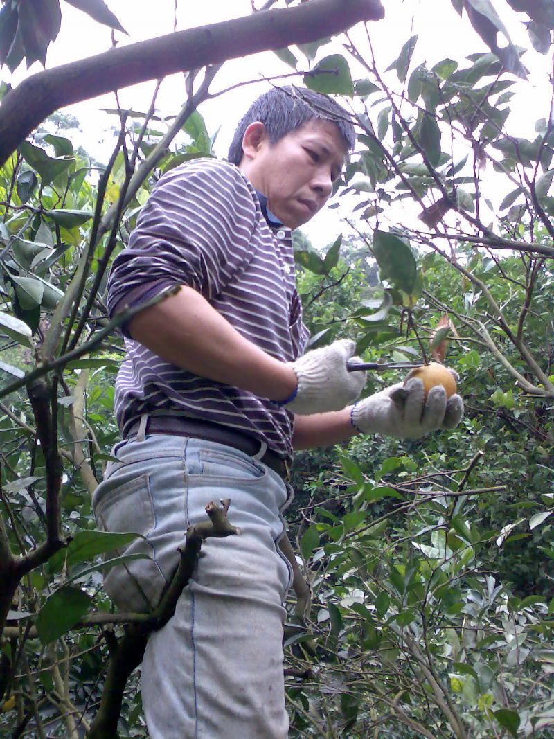 專業承接各種墓園除草維護和果園整理除草工作 - 20100118131544_792738359.jpg(圖)