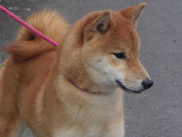 CKA 柴犬 日本柴犬 -柴林犬舍 歡迎參觀交流 - 20110308011205_519651810.JPG(圖)