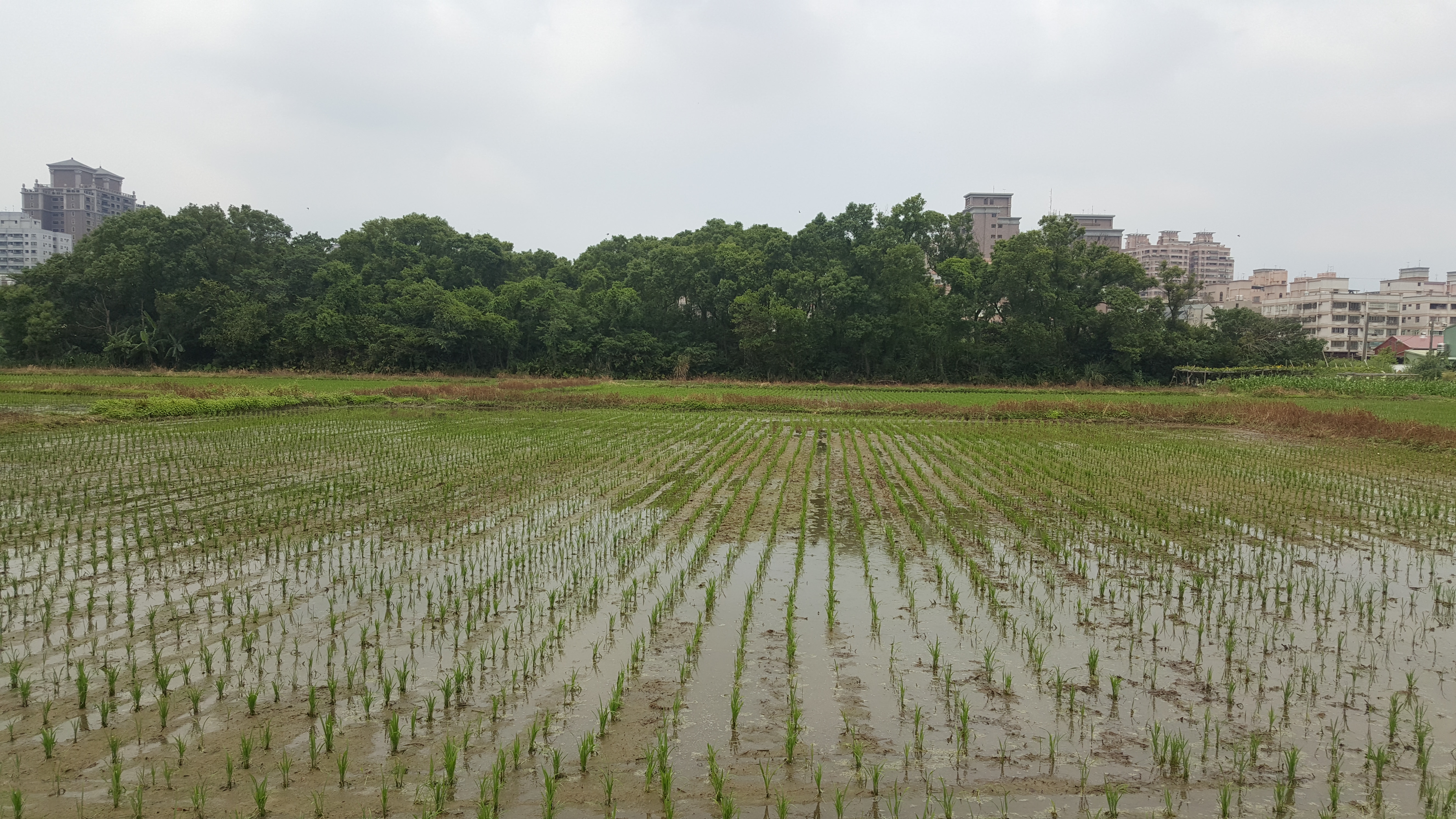 ＊～桃園市　國際路一段~~國際段徵收農地==土地總坪數：１２０坪、捷運紅線站旁、投資報酬率高～＊ - 20170817174519-963487390.jpg(圖)