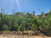 ❤️☞龜山振興路都計內農地☜❤️_圖片(1)