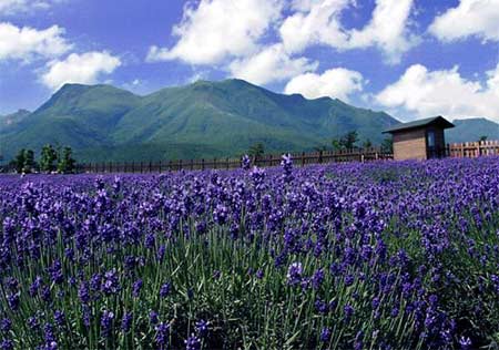 ♬新店「薰衣草音樂教室」彈鋼琴熱門首選！鋼琴&樂理、伴奏技巧一起學！♪♩個別班優惠600起 - 20100602195154-919630937.jpg(圖)