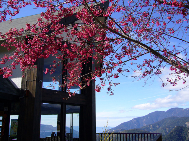 【雲頂渡假山莊】暑假fun輕鬆，清境騎馬、合歡山賞花趣 - 20100615144550_449171921.jpg(圖)