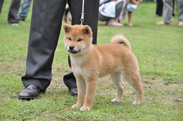 [台灣]高秋莊 [專業品質]優質日本柴犬**歡迎.鑑賞.頂級柴犬，优惠的價格 - 20100630192516_898157250.jpg(圖)