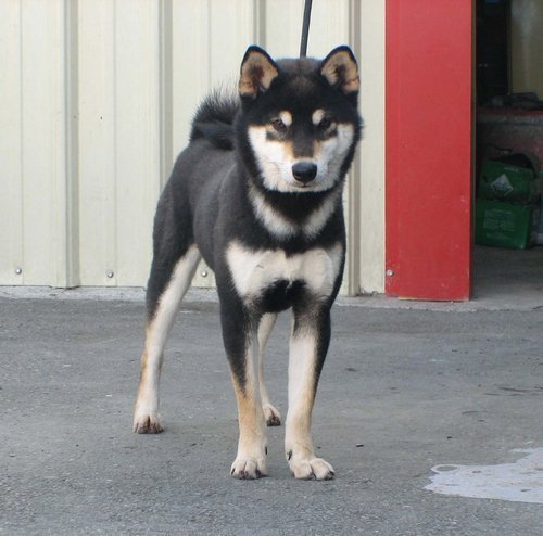 [台灣高秋莊]日本柴犬冠軍黑.赤柴種公徵配[有照片賞歷.血統]. - 20100727081911_190848406.jpg(圖)