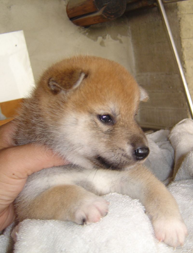 日本柴犬-幼犬出讓-寵物買賣登記(投寵登097049號) - 20101025034904_950819560.JPG(圖)