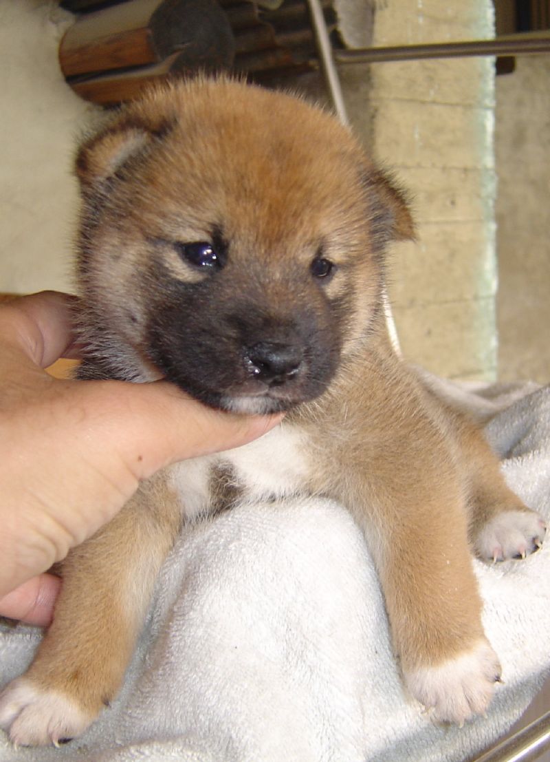 日本柴犬-幼犬出讓-寵物買賣登記(投寵登097049號) - 20101025034904_950848482.JPG(圖)