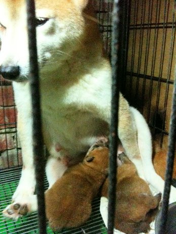 柴犬專門舍※※寵物買賣登記(投寵登097049號) - 20110110214359_668242921.jpg(圖)