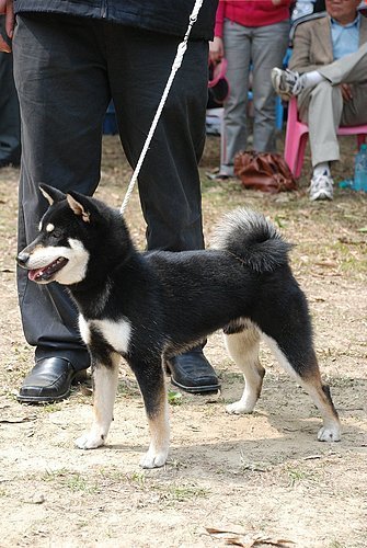 伏龍柴犬莊 - 20101121191958_872644484.jpg(圖)