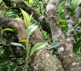 品興茗茶普洱茶----專營雲南普洱茶批發零售 - 20101130094018_82700921.jpg(圖)