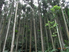 售南庄東河村柳杉林建地，免仲介費，此地山清水秀，風景絕佳。 - 20101227192623_450608609.jpg(圖)