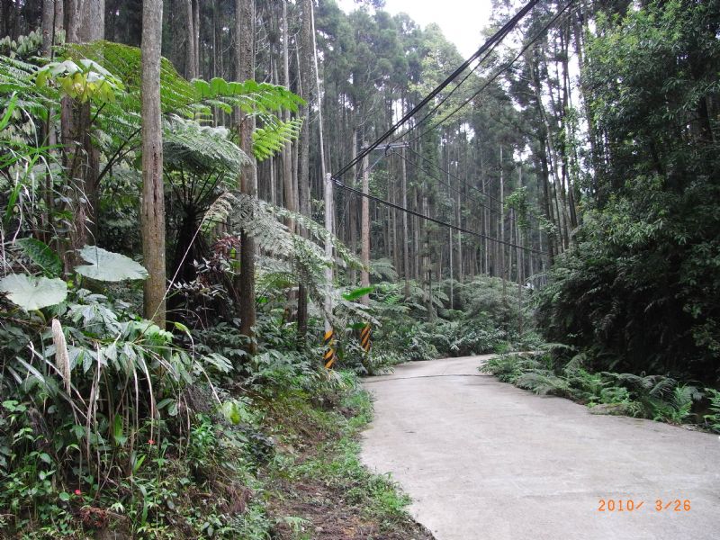 售南庄東河村柳杉林建地，免仲介費，此地山清水秀，風景絕佳。 - 20101227192623_450648140.jpg(圖)