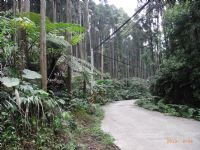 售南庄東河村柳杉林建地，免仲介費，此地山清水秀，風景絕佳。_圖片(3)