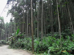 售南庄東河村柳杉林建地，免仲介費，此地山清水秀，風景絕佳。 - 20120101093153_383985046.jpg(圖)