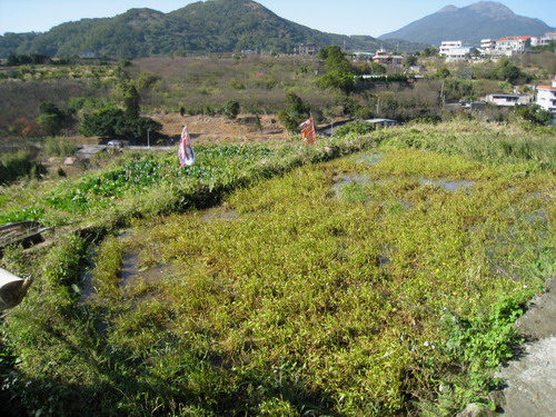 好山好水~陽明山平等里平菁街農地 - 20101230012502_91146020.jpg(圖)