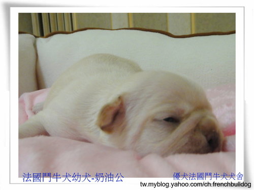  法國鬥牛犬.幼犬買賣.種公徵配   - 20110304204831_244344359.jpg(圖)