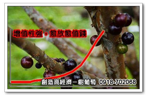 樹葡萄說明會－本週開始增加收入 - 20110601210942_935341070.jpg(圖)