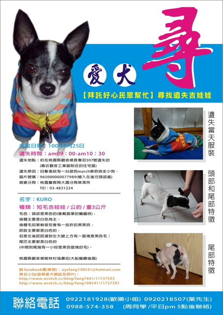 【尋-桃園縣】走失短毛吉娃娃愛犬KURO/公 - 20111001052737_419922484.jpg(圖)