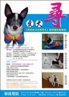 【尋-桃園縣】走失短毛吉娃娃愛犬KURO/公_圖片(1)