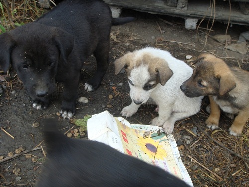 雲林崙背小狗（幼犬）認養 - 20140225074828-285887770.jpg(圖)