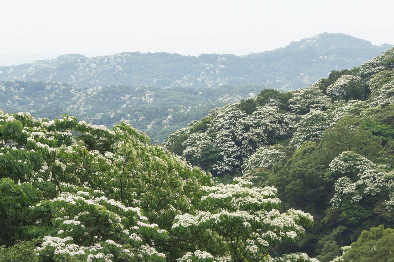 出售桃園大溪林地自售農地土地桃園大溪林地山坡地,出售林地農地自售林地山坡地,景觀優美 環境清幽 水電齊全 交通方便 水泥路直達 桃園大溪賞桐古道步道 享受山林美景 輕身不老快意人生 - 20140428233458-79388988.jpg(圖)