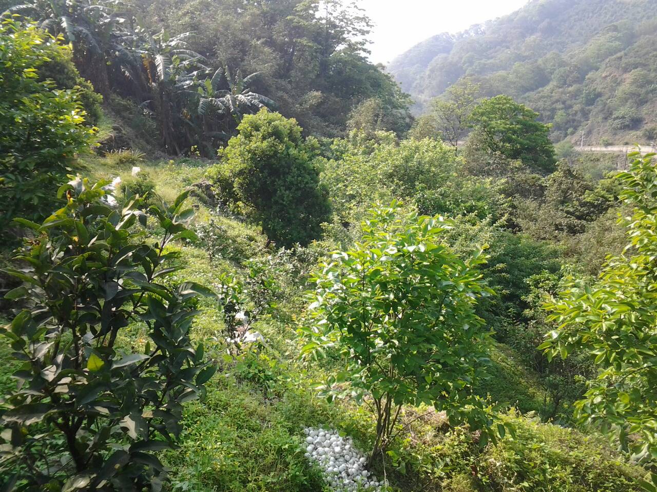 出售桃園大溪林地自售農地土地桃園大溪林地山坡地,出售林地農地自售林地山坡地,景觀優美 環境清幽 水電齊全 交通方便 水泥路直達 桃園大溪賞桐古道步道 享受山林美景 輕身不老快意人生 - 20140428233458-79403388.jpg(圖)