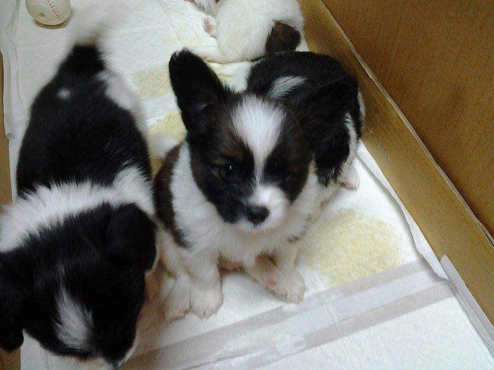 蝴蝶犬幼犬2014/04/04,04/16公母都有 - 20140524001704-861958635.jpg(圖)