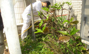 大新除蟲提供一系列(白蟻防治、老鼠防治)及各類病媒害蟲防治 - 20140621104654-319422909.jpg(圖)