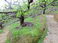 ~三灣面溪休閒水梨園~*-*背山面水、聚財寶地、竹南頭份農地_圖片(4)