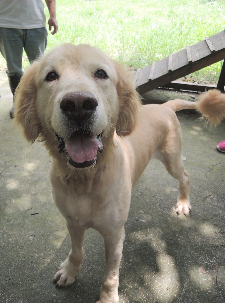 送養O巨型黃金獵犬 浩呆 - 20150624155827-132793231.JPG(圖)