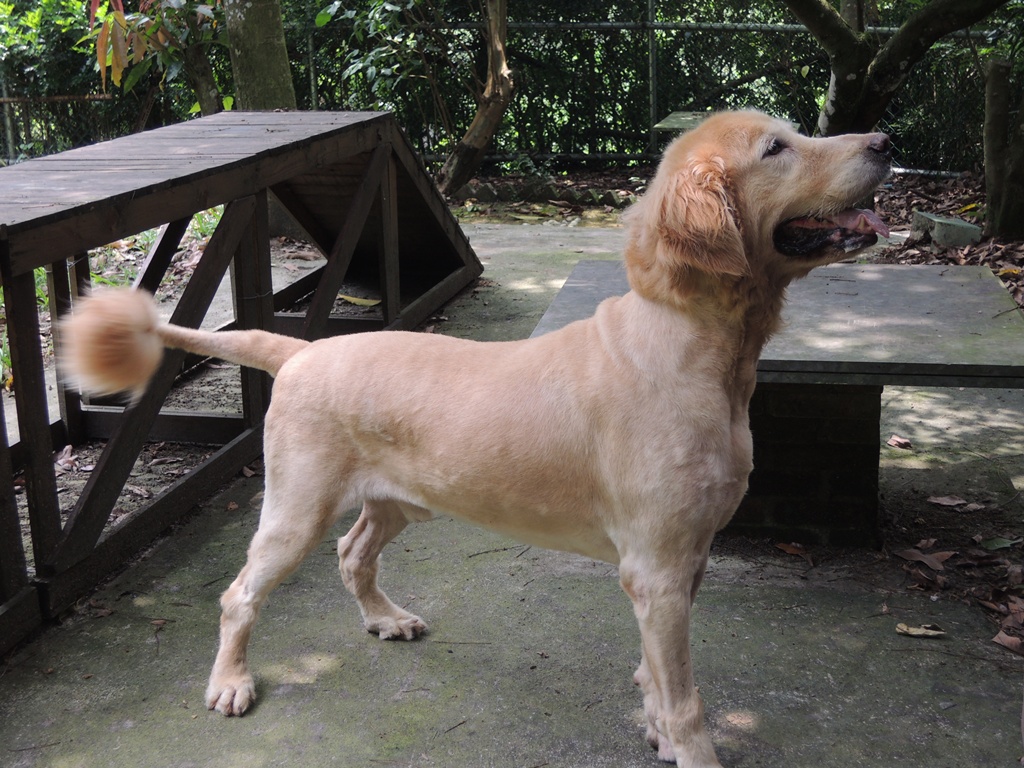 送養O巨型黃金獵犬 浩呆 - 20150624155827-132832461.JPG(圖)