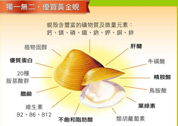 護肝到調節三高、抗發炎黃金蜆蛋白 保健價值升級 - 20151119171312-924501594.jpg(圖)