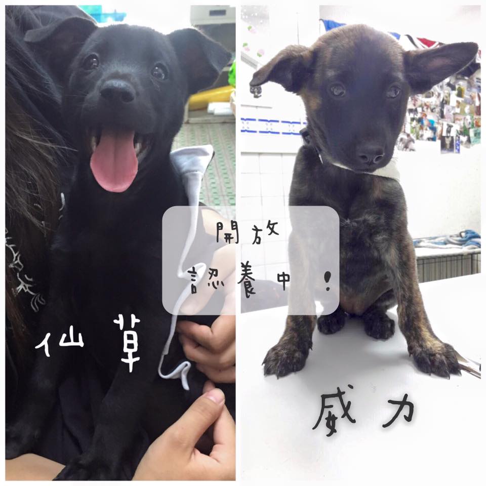 超萌米克斯幼犬姊妹求包養~>///< - 20151219164356-514883583.jpg(圖)