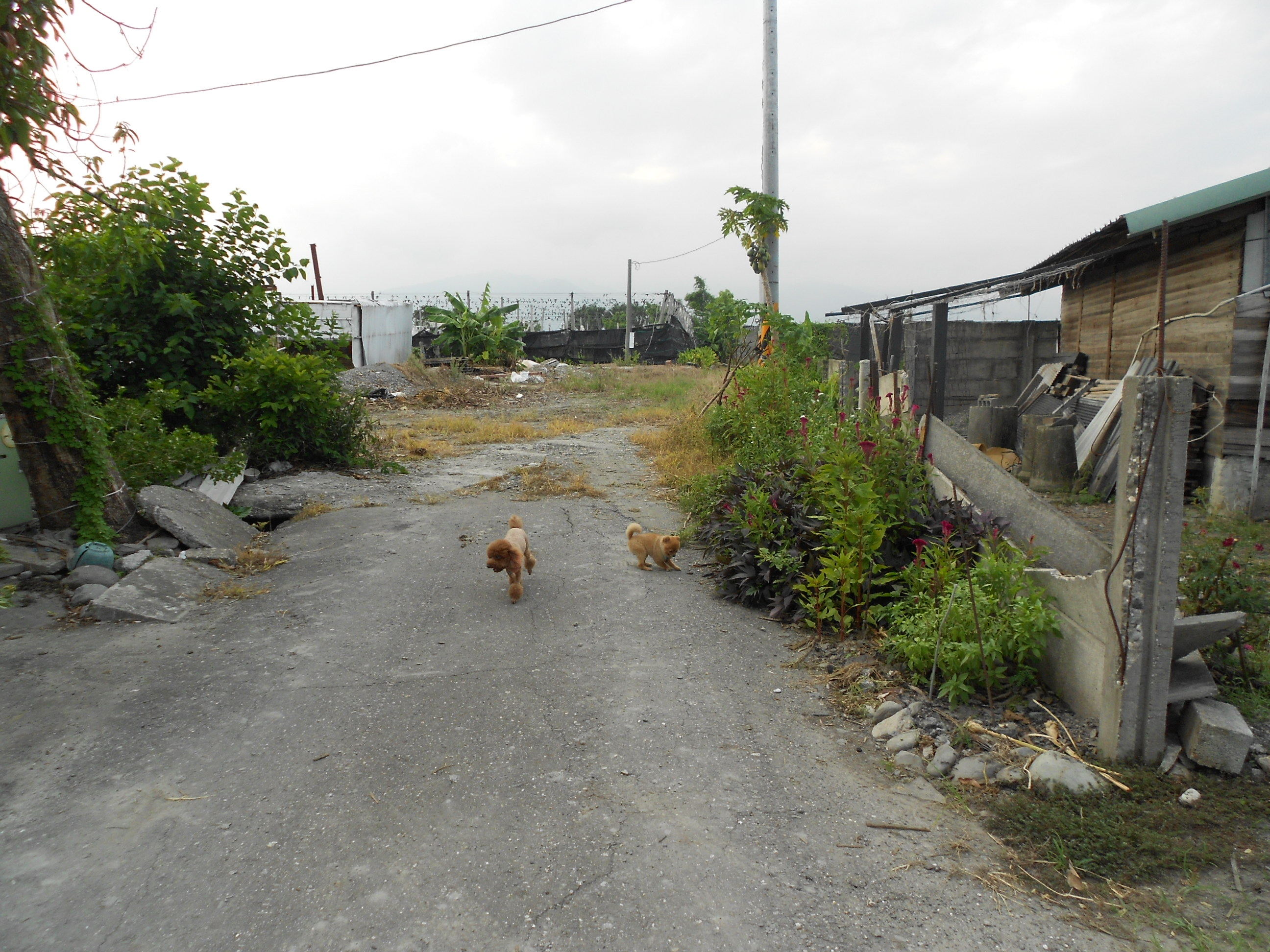 自售建地 - 20160824213052-46096862.JPG(圖)