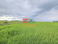 【售】大埤美農地_圖片(1)