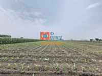 【售】土庫大荖農地_圖片(1)