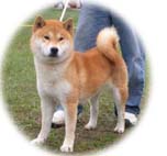 高秋莊日本柴犬專門犬舍 - 20071004114957_471961437.jpg(圖)