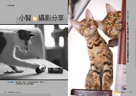 JOJOCAT寵物交友網-5月點閱率破150萬 - 20100629075427_770141680.jpg(圖)