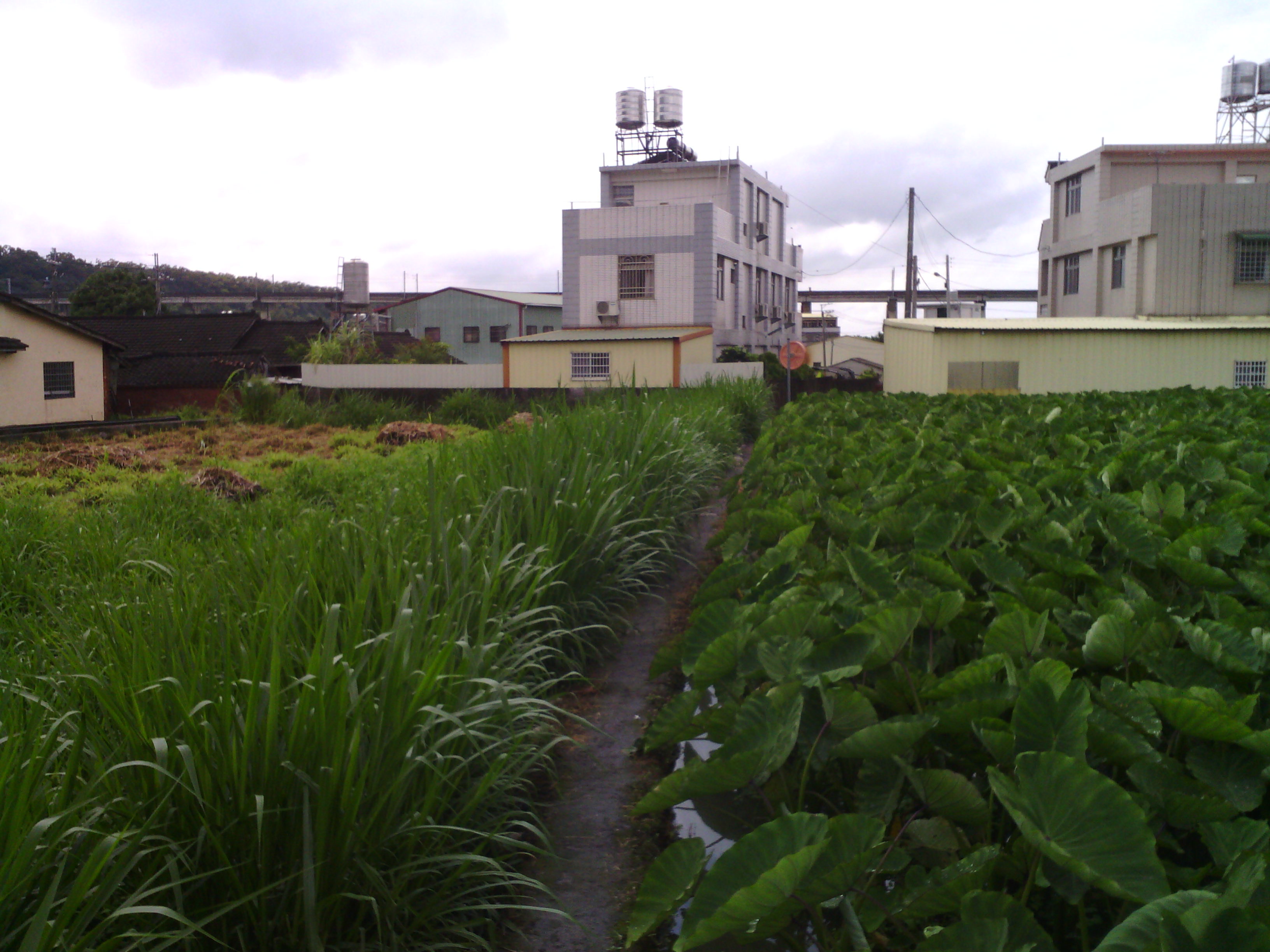 自售台中市后里泰安漂亮農地~ 仲 專簽 可 - 20130815151709-85585873.jpg(圖)